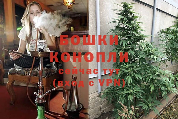 гидра Новозыбков